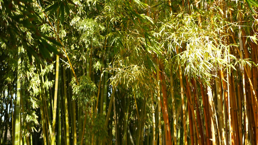 竹林异国情调的亚洲热带风情冥想风水禅园中的绿树安静视频