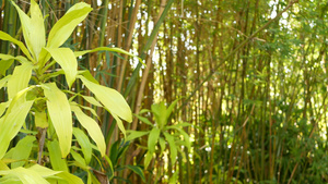 竹林异国情调的亚洲热带风情冥想风水禅园中的绿树安静13秒视频