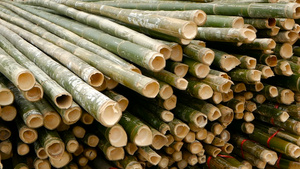 在亚洲自然竹树的建筑材料14秒视频