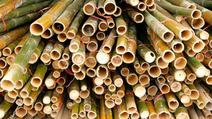 在亚洲自然竹树的建筑材料11秒视频