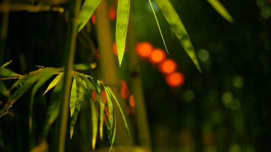 中国传统式的红灯笼挂在竹树隧道拱门上上面有几条长成视频