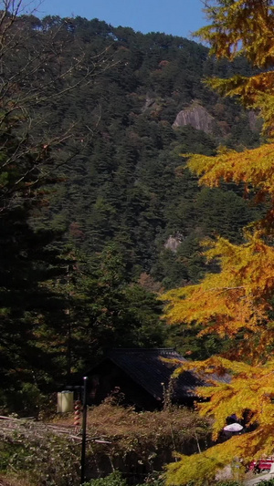 航拍九华山风景区秋季的凤凰松视频旅游景区47秒视频