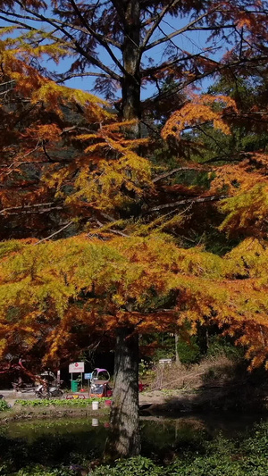 航拍九华山风景区秋季的凤凰松视频旅游景区47秒视频