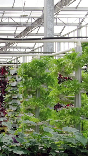 多角度低空航拍无土种植蔬菜基地69秒视频