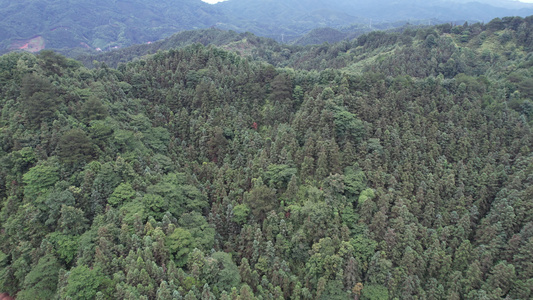 六月十四日柳州山林视频