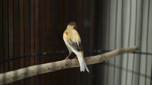 黄鹦鹉鸟坐在笼子里的秋千上10秒视频