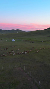 航拍日落下阿勒泰那仁大草原与牧归羊群视频自然风光视频