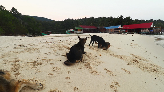 在沙滩上玩的流浪狗视频