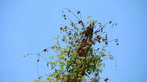 花草15秒视频