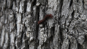 在树上爬着的燕尾小毛虫20秒视频