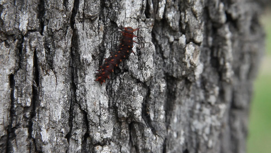 在树上攀爬的燕尾小毛虫视频
