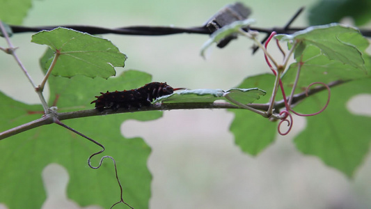 尾毛毛虫在葡萄藤上攀爬视频