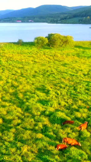 草原上的牛群33秒视频
