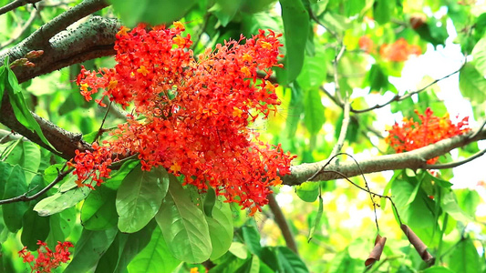 有红花团和两只蝴蝶飞翔亚肖卡萨拉卡或无忧郁的树视频