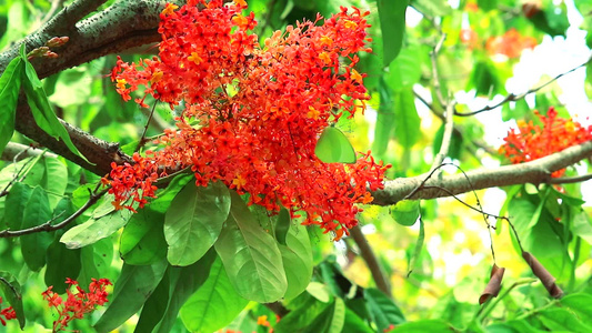 红花群和蝴蝶在飞翔而果树萨拉卡树或无悲伤的树都有红色视频
