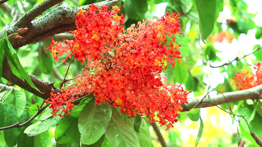 红花群和蝴蝶在飞翔树上有红色的花朵和蝴蝶视频
