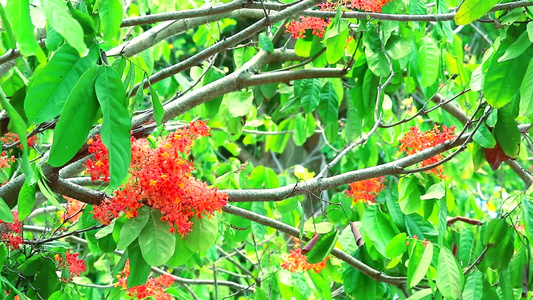 有红花团和两只蝴蝶飞翔着亚霍卡树萨拉卡树或无忧郁的视频