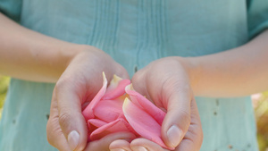 女性手中的粉红玫瑰花瓣17秒视频
