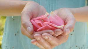 女性手中的粉红玫瑰花瓣21秒视频