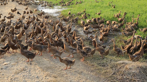 农业养殖散养在野地里的鸭子27秒视频