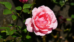 花园里美丽的玫瑰花22秒视频