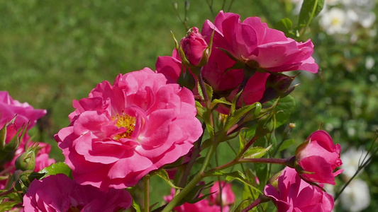 园中有许多美丽的玫瑰视频