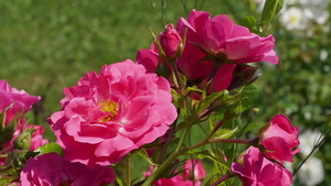 园中有许多美丽的玫瑰22秒视频