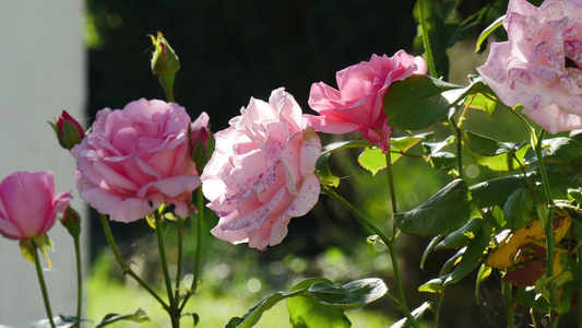园中有许多美丽的玫瑰视频