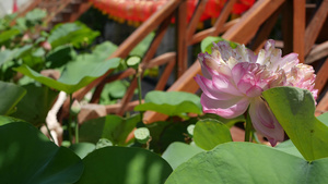 池塘里有绿叶的粉红色莲15秒视频