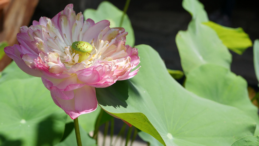 池塘里有绿叶的粉红色莲花美丽的部分白莲花作为佛教的视频