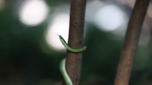 树上爬树的绿色大蛇49秒视频