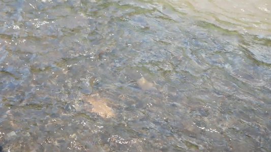 一组鱼游在快速流的溪流中视频