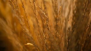 金黄色成熟的小麦23秒视频