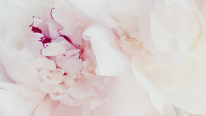 作为背景婚礼和鲜花装饰品的白色和粉红小马花14秒视频