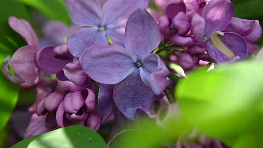 紧贴紫色花朵视频