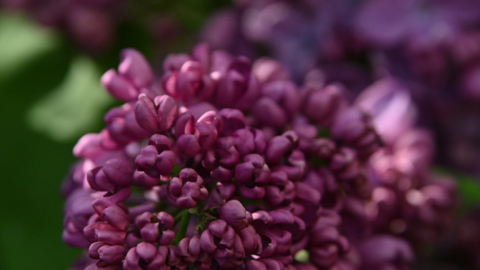 紧贴紫色的花朵视频