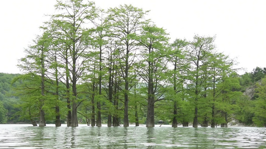 Cypress沼泽水泉视频