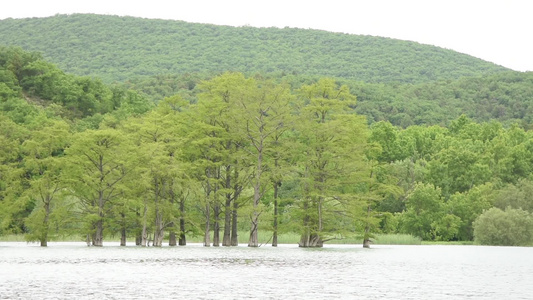 从湖边的水中生长在山地背景的西波沼泽里视频