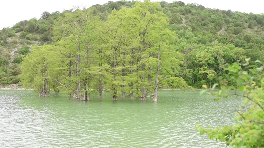 从水中长出以山为背景的岩浆沼泽树木生长过度视频