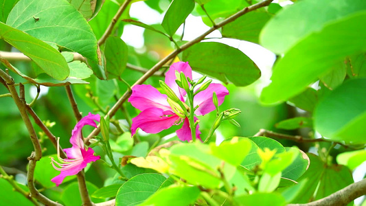 紫兰花香港兰花紫紫荆粉红色花视频