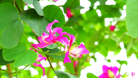 紫兰花香港兰花紫紫荆粉红色花朵视频