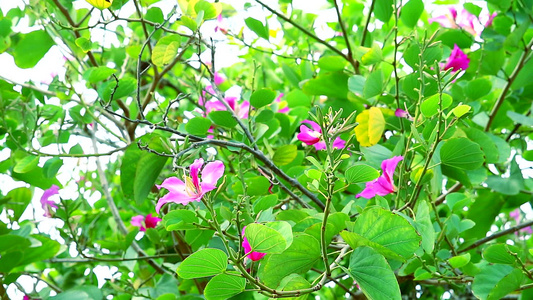 紫兰花香港兰花紫紫荆花视频