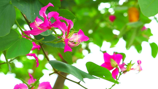 紫兰花香港兰花紫紫荆粉红色花朵视频