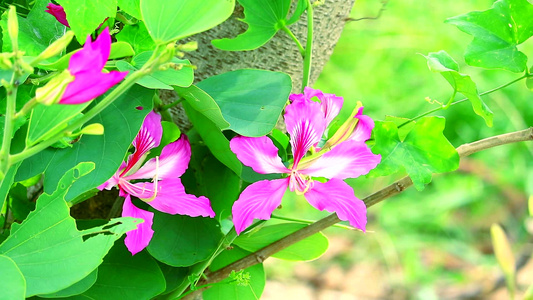 紫兰花树红孔兰花树紫布希尼亚粉红色花视频