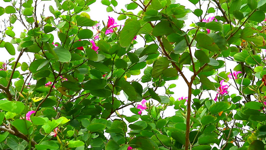 紫兰花树红方兰花树紫丁香视频