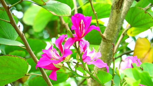 紫兰花树红冈兰花树紫布希尼亚花束花视频