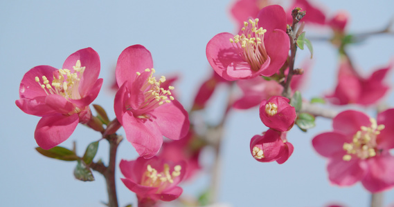 梅花绽放延时片段视频