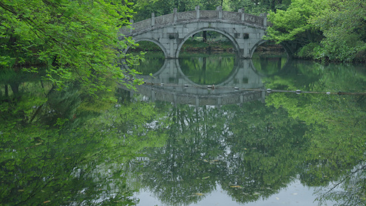春天清明节杭州花港观鱼阴雨天小桥绿色自然视频