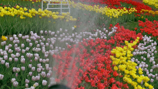 美丽的农村的春花节青春节视频