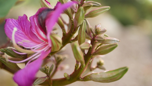 紫紫荆兰花树花开花美国加利福尼亚州紫罗兰异国情调的视频
